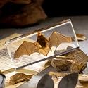 Real Bat Specimen in Clear Resin Block - Preserved Animal Taxidermy for Biology Study, Gothic Home Decor, Oddity Collections (5.5"x2.5"x0.7") Science Display &amp; Unique Gift Idea