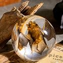 Real Bat Specimen in Dome Resin - Authentic Bat Preserved in Half-Sphere Resin, Perfect for Science Education, Oddities Collectors, and Unique Decor