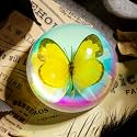 Real Butterfly Specimen in Iridescent Dome Resin - Random Seasonal Butterfly for Science Education, Biology Study, Oddities Collectors, and Nature Enthusiasts (2.5 x 1.3 Inches)
