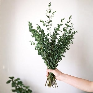 real fresh eucalyptus large shower bundle 30 stems  100 natural handpicked eucalyptus plant leaves decor  luxurious touch of natural aromatherapy  stress reliever indoor plants