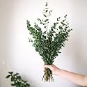 Real Fresh Eucalyptus Large Shower Bundle 30 Stems | 100% Natural Handpicked Eucalyptus Plant Leaves Decor | Luxurious Touch of Natural Aromatherapy | Stress Reliever Indoor Plants