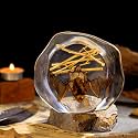 Real Hanging Bat Specimen in Resin - Authentic Taxidermy Displaying Natural Behavior, Perfect for Science Education, Oddities Collectors, and Unique Art Decor