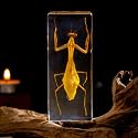 Real Mantis Specimen in Resin - Authentic Mantis Encased in Clear Resin Block, Perfect for Science Education, Oddities Collectors, and Biology Enthusiasts