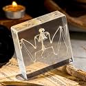 Real Bat Skeleton Specimen in Resin - Authentic Bat Bones for Science Education, Biology Study, Oddities Collectors, and Unique Decor