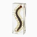Real Specimen Preserved in Resin - Animal Taxidermy for Science Education, Great Gift for Fans of Taxidermy, Animal Skull, Biology (Centipede)