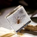 Real Spider Specimen in Resin - with Simulated Spider Web, Perfect for Science Education, Oddities Collectors, and Biology Enthusiasts(Spider Specimen)