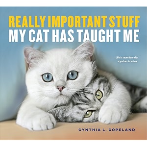really important stuff my cat has taught me