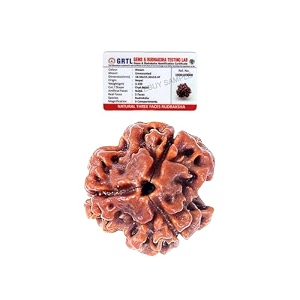 rebuy 3 mukhi rudraksha bead lab certified original pure from nepal for women and men