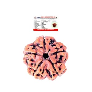 5 mukhi rudraksha bead five faced rudraksha bead natural original certified quality color brown origion nepal by rebuy