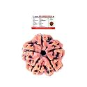 5 Mukhi Rudraksha Bead, Five Faced Rudraksha Bead, Natural, Original, Certified Quality, Color Brown, Origion Nepal by REBUY
