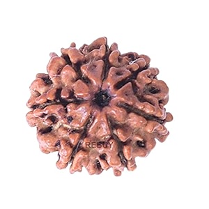 rebuy 7 mukhi rudraksha seven mukhi nepali rudraksh bead color brown origin nepal bead size 20-25 mm