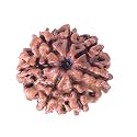 REBUY 7 Mukhi Rudraksha Seven Mukhi Nepali Rudraksh Bead Color Brown, Origin Nepal, Bead Size 20-25 mm