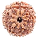 REBUY Brown 10 Mukhi Rudraksha 10 Faced Indonesia/Java Bead Certified Rudraksha for Men and Women