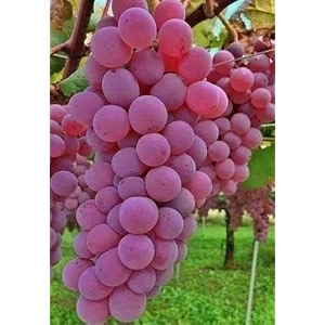 red colour rare healthy grape sweet seedless natural premium imported hybrid grafted live plants big size special variety healthy live plant for home gardening color red
