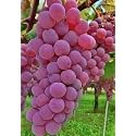 Red Colour Rare Healthy Grape Sweet Seedless Natural Premium Imported Hybrid Grafted Live Plants Big Size Special Variety Healthy Live Plant for Home Gardening Color (Red)