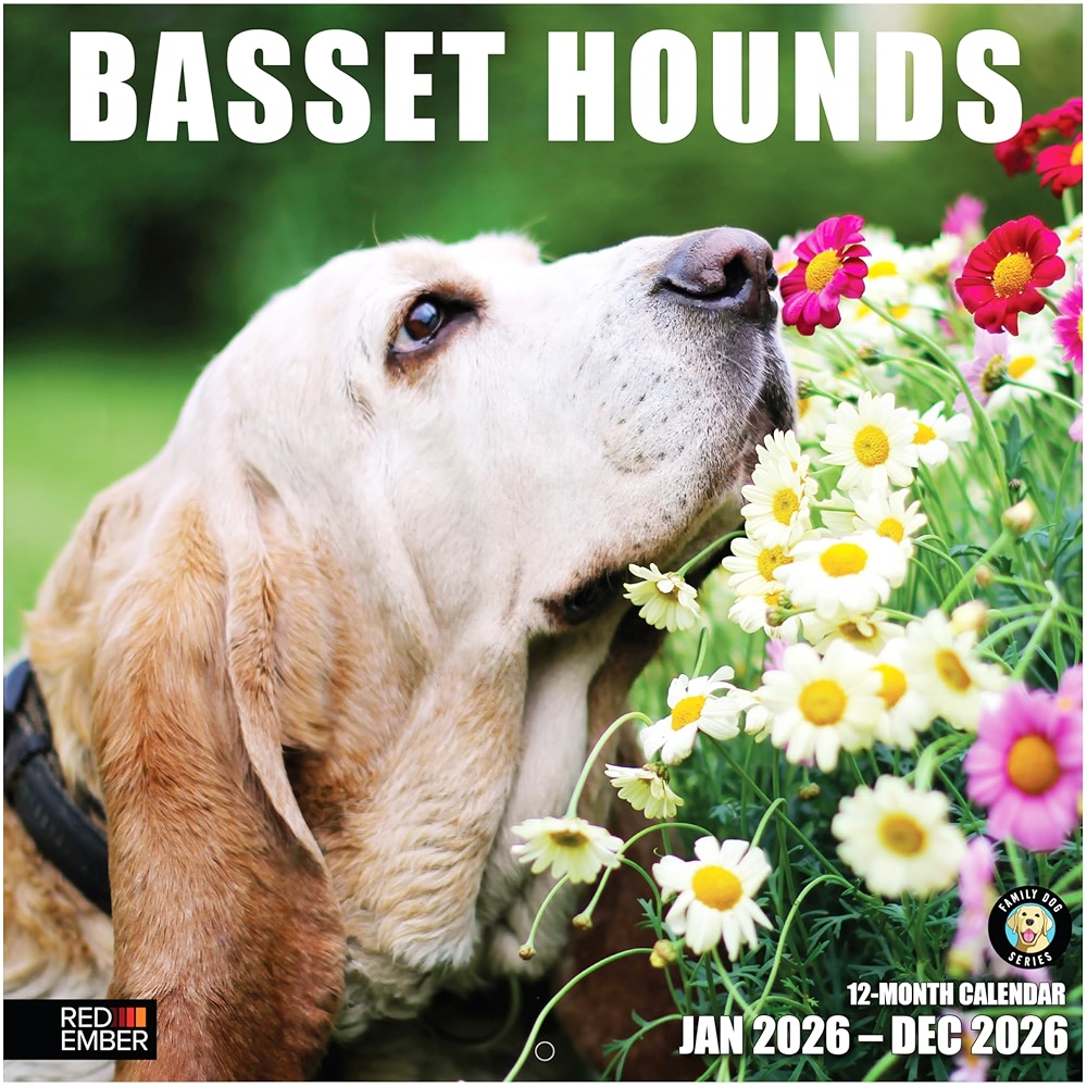 RED EMBER Basset Hounds 2026 Wall Calendar 12 Month | 12 inch x 24 inch ...