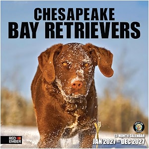 RED EMBER Chesapeake Bay Retrievers Chessies 2027