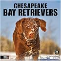 RED EMBER Chesapeake Bay Retrievers Chessies 2027