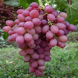 red grape plant hybrid grafted angoor vine  sweet juicy exotic fruit tree nursery podha  rare tropical variety for home garden terrace outdoor farming