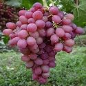 Red Grape Plant Hybrid Grafted Angoor Vine | Sweet Juicy Exotic Fruit Tree Nursery Podha | Rare Tropical Variety for Home Garden Terrace Outdoor Farming