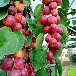 red kashmiri sinduri apple ber rare variety of apples ber plant hybrid and grafted live plant thailand variety kashmiri and apple authentic fruit sweet fruit plantoutdoor fruit plant for garden