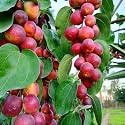 Red Kashmiri Sinduri Apple Ber Rare Variety Of Apples Ber Plant Hybrid And Grafted Live Plant Thailand Variety Kashmiri And Apple Authentic Fruit Sweet Fruit Plant/outdoor Fruit Plant For Garden