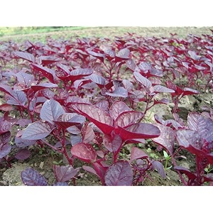 red spinach seeds for planting  premium red spinach for home kitchen garden terrace balcony amp pots pack of 1000 seed