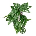 Fake Monstera Adansonii, Reptile Terrarium Suction Plants