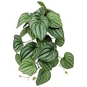 Fake Calathea Orbifolia, Reptile Terrarium Suction Plants