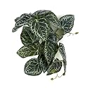 Fake Anthurium Crystallinum, Reptile Terrarium Hanging Decor Plants