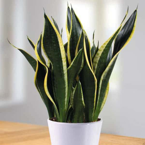 RhinoBells Snake Plant sapling