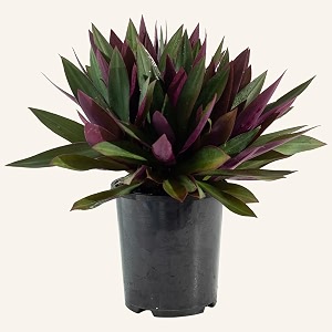 rhoeo spathacea tricolor rhoeo variegated - homebalconygardenofficepark - healthy live 1 plant