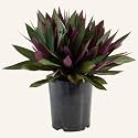 Rhoeo Spathacea Tricolor, Rhoeo Variegated - Home/Balcony/Garden/Office/Park - Healthy Live 1 Plant