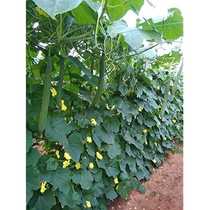 ridge gourd seeds for planting  easy to grow ridge gourd seed for home garden kitchen garden terrace amp pots pack of 30 seed