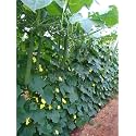 Ridge Gourd Seeds for Planting | Easy to Grow Ridge Gourd Seed for Home Garden, Kitchen Garden, Terrace &amp; Pots (Pack Of 30+ Seed)