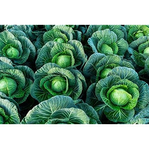 rk grow premium cabbage seeds  high germination seeds for home gardening  suitable for pots grow bags amp raised bedspack of 50 seed
