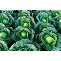 RK Grow Premium Cabbage Seeds | High Germination Seeds for Home Gardening | Suitable for Pots, Grow Bags &amp; Raised Beds(Pack of 50+ Seed)