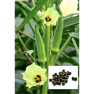 rk grow premium lady finger bhindiokra seeds  high germination seeds for home garden pots amp grow bagspack of 50  seed