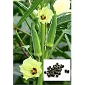 RK Grow Premium Lady Finger (Bhindi/Okra) Seeds | High Germination Seeds for Home Garden, Pots &amp; Grow Bags(Pack of 50 + Seed)