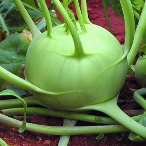 rk grow turnip cabbage knol kholkohlrabi seeds for home garden  high germination  easy to grow pack of 50 seed