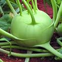 RK Grow Turnip Cabbage (Knol Khol/Kohlrabi) Seeds for Home Garden | High Germination | Easy to Grow (Pack Of 50 Seed)