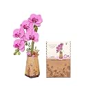 ROBOTIME 3D Puzzle Purple Moth Orchid TW091, DIY Wooden Flower Craft, Artificial Flowers Model Kit to Assemble for Adults, Home Decoration and Valentine's Day Toy Gift Set