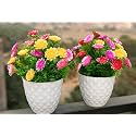 ROKOO Artificial Flower Plant/Vase for Home and Garden Bonsai Wild with Pot (Multicolor) (Flower Pot) Pack of 2