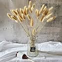 Royal sapphire Natural Dried Lagurus ovatus 30 Pcs, Dried Bunny Tails Pampas for Flower Arrangements Wedding Home Decor (Combo)