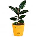 Rubber Plant Indoor Live Plant with Pot