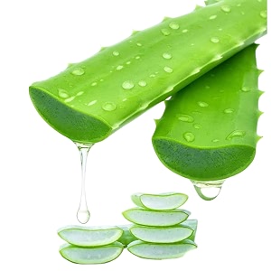 freshly harvested green organic aloe vera leaf - fresh green aloe vera leaf for natural wellness haircare and skincare - extract your own 100 pure and chemical-free aloe vera gel - 1 leaf
