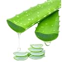 Freshly Harvested Green Organic Aloe Vera Leaf - Fresh Green Aloe Vera Leaf for Natural Wellness, Haircare, and Skincare - Extract Your Own 100% Pure and Chemical-Free Aloe Vera Gel - 1 Leaf
