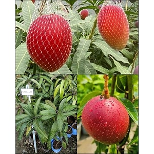 rukonza miyazaki mango plant original variety combo pack of 2 live tree - grafted japanese live fruit tree height 3-4 feet
