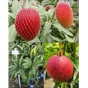 Rukonza Miyazaki Mango Plant Original Variety, Combo Pack of 2 Live Tree - Grafted Japanese Live Fruit Tree Height 3-4 feet