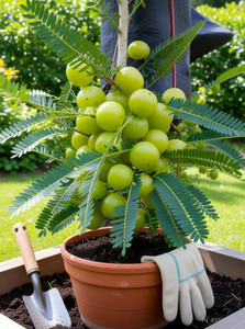 ruprish amla plant  sapling